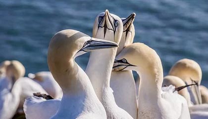 乐鱼体育平台app下载-Team Liquid鏖战五局险胜对手，team liquit战队