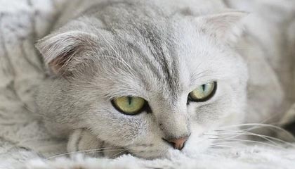 leyu乐鱼-卡迪夫城引进黑马球员，冲击英冠头名，卡迪夫城主场球场