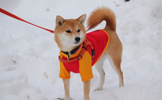 LEYU SPORTS中国官方网站-_青少年网球比赛火热举行，未来之星竞逐光荣_，2020青少年网球比赛赛程有哪些