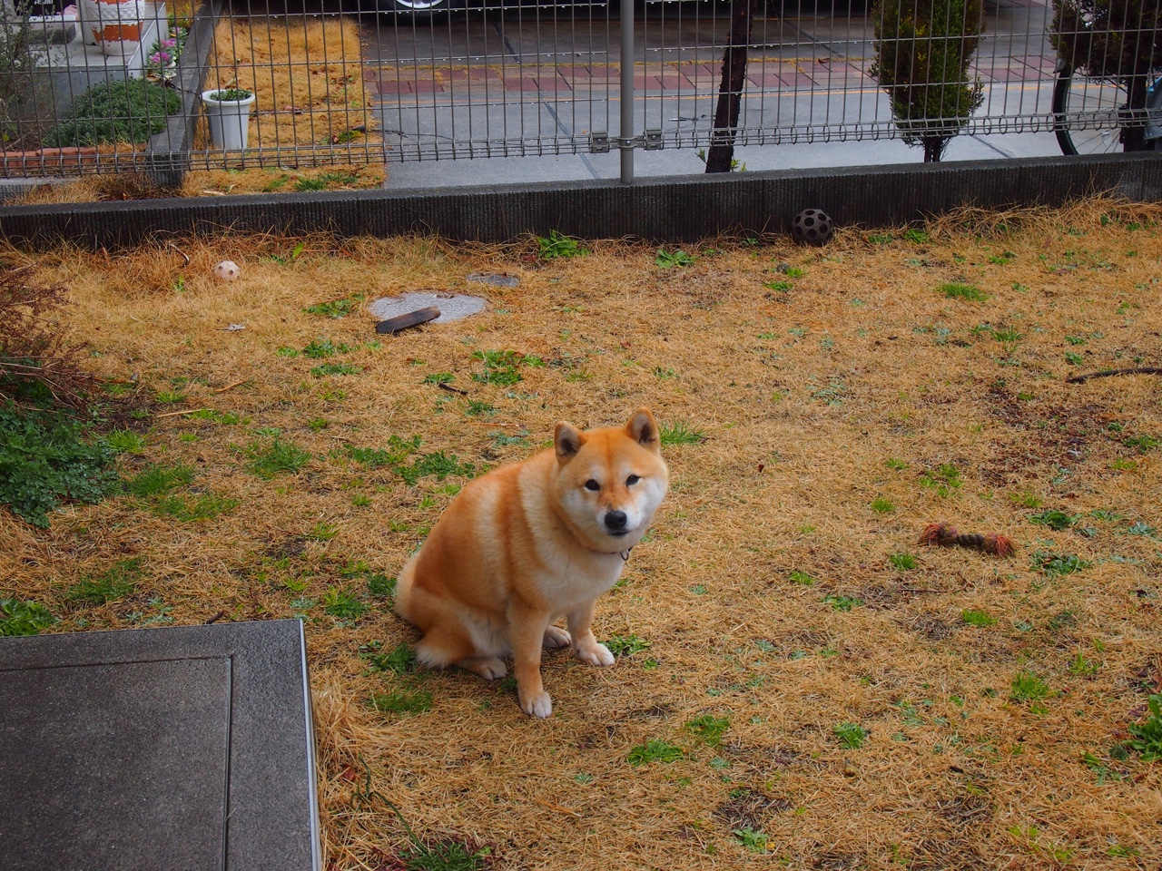 《纽约邮报》:巴西女足在奥运会决赛中惜败美国,奥运会足球巴西女足