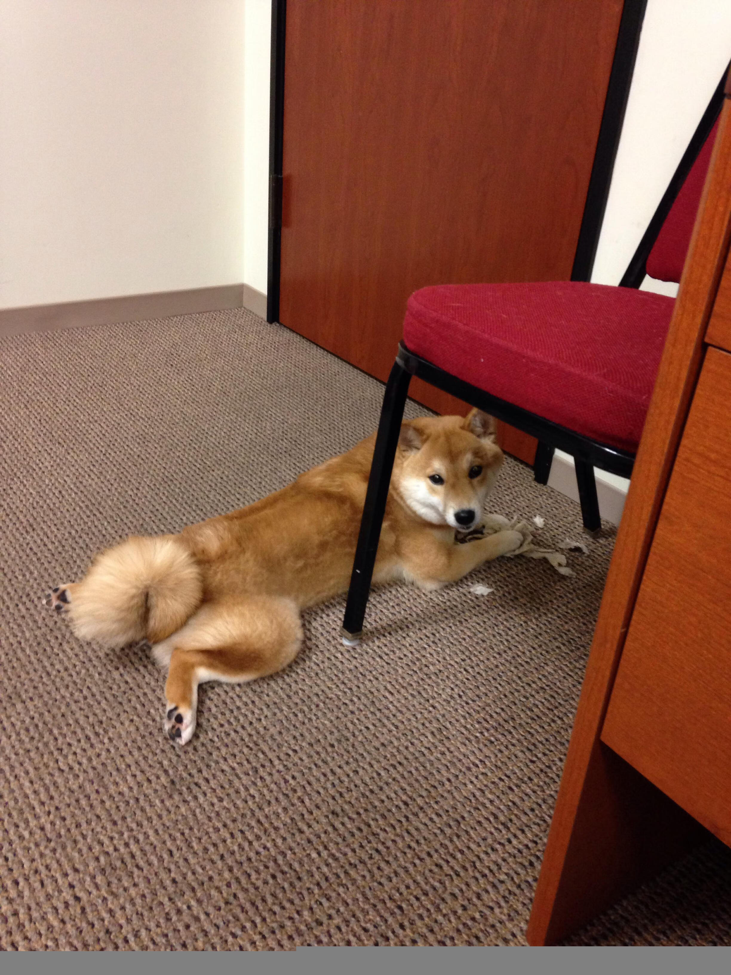 T1战队社交媒体粉丝互动活跃，t1战队原来叫什么