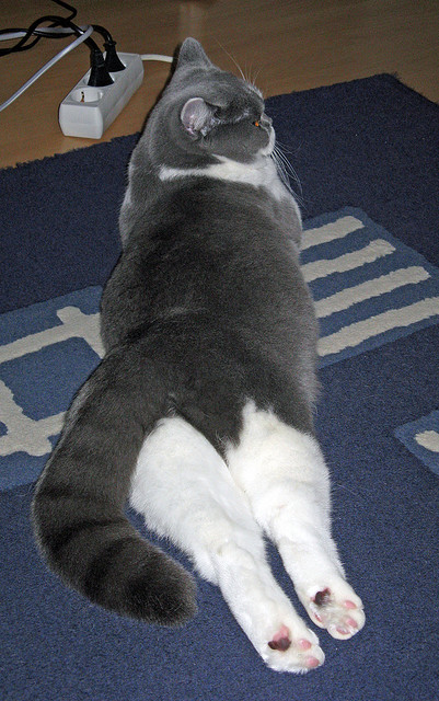 T1战队社交媒体粉丝互动活跃，t1战队原来叫什么