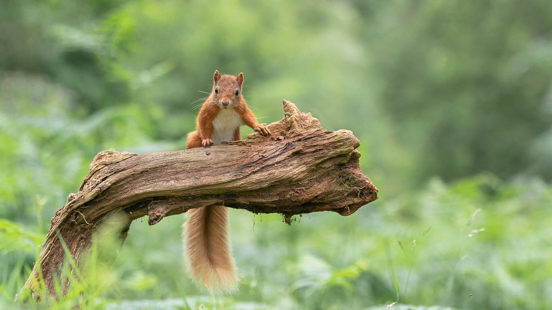 凯尔特人主场战胜灰熊,取得两连胜,凯尔特人主场战胜灰熊,取得两连胜胜利