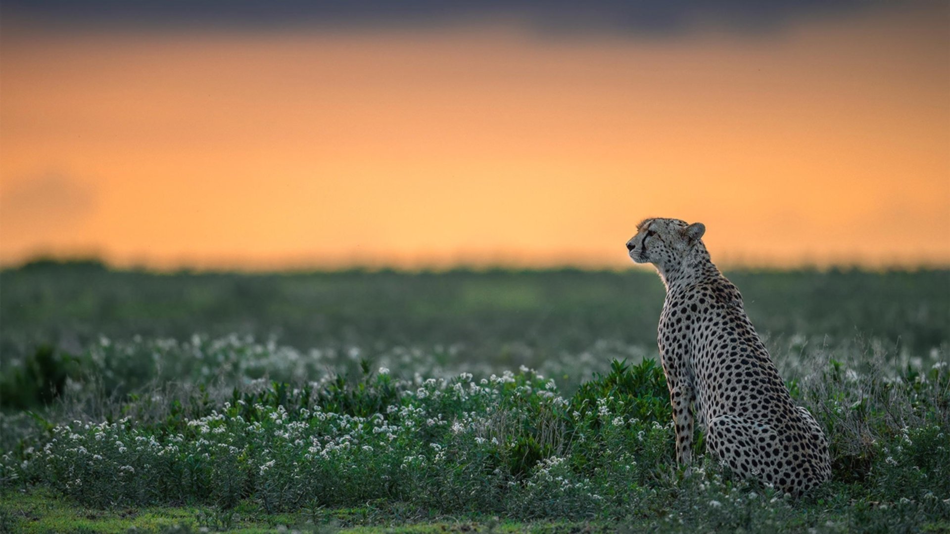 切沃客战失利,保级形势岌岌可危,切沃对克雷莫纳