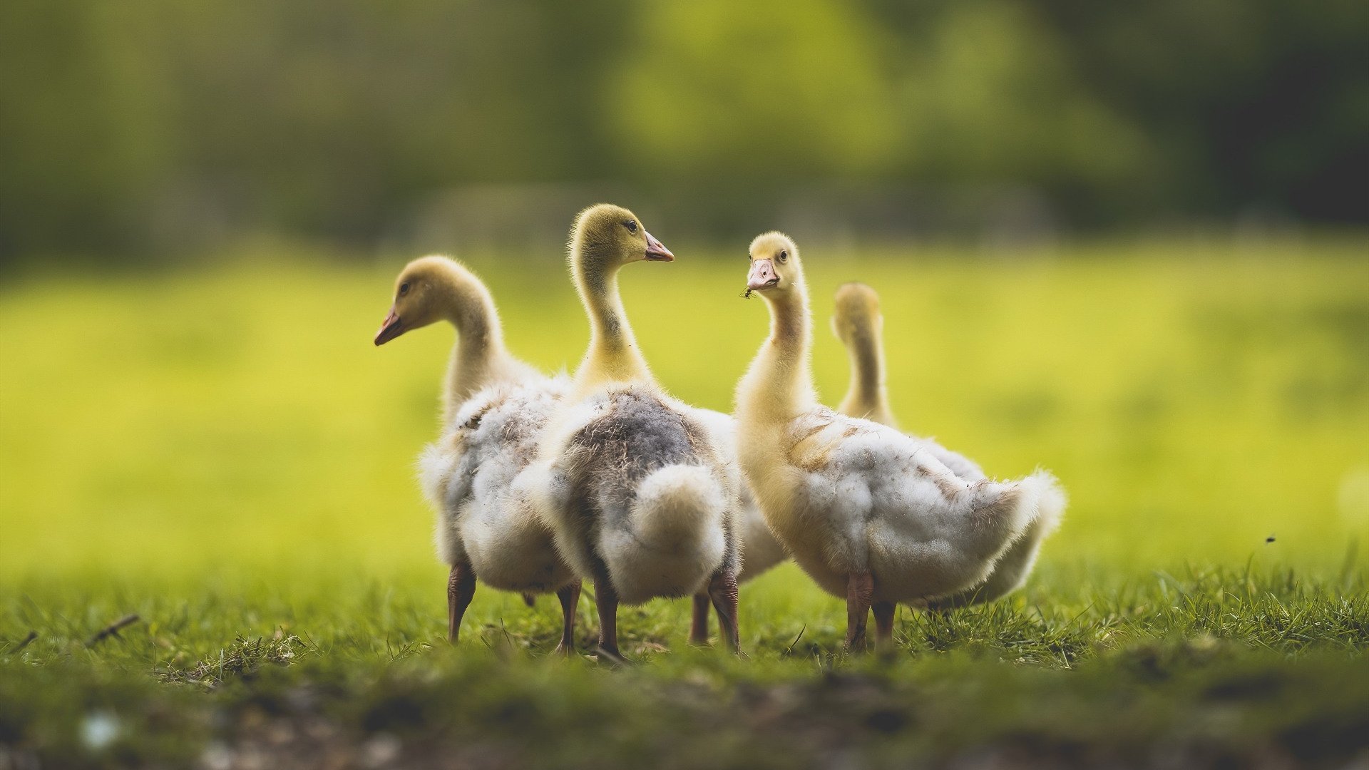 卢戈主场告捷,西甲保级希望获得一线曙光,卢戈vs巴萨比分