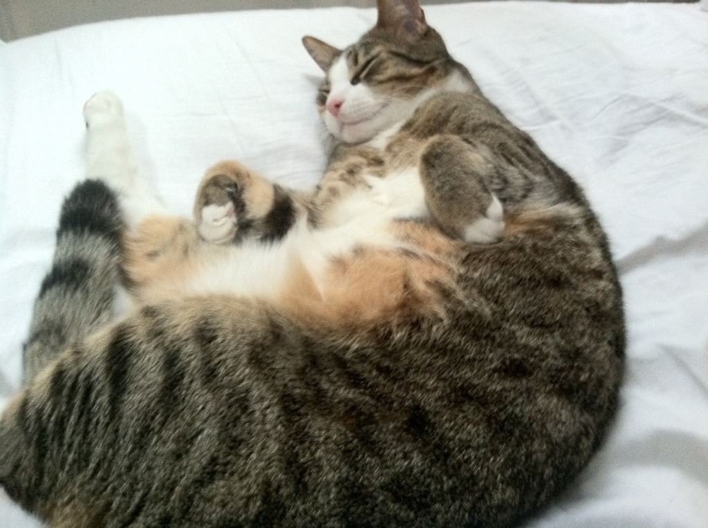 卡迪夫城主场不敌劲敌，保级压力骤增，卡迪夫俱乐部