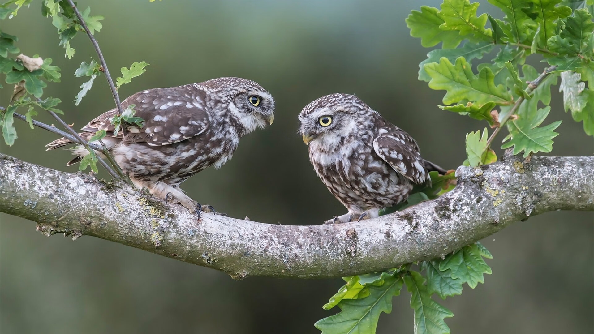 备战即将开启,女足比赛球队训练出色,女足队伍