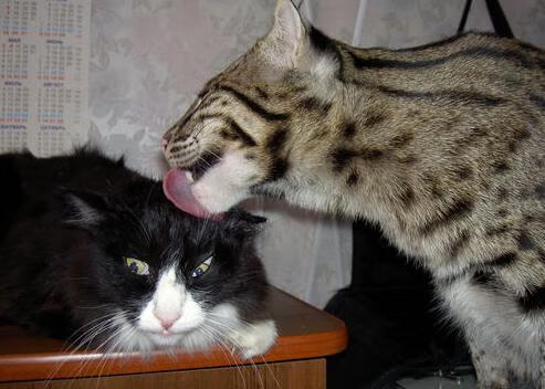 广州富力外援状态回升,成为球队得分支柱,广州富力的外援