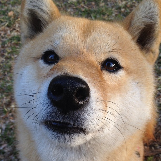 斯特拉斯堡主场战胜第戎，获得胜利，斯特拉斯堡足球俱乐部