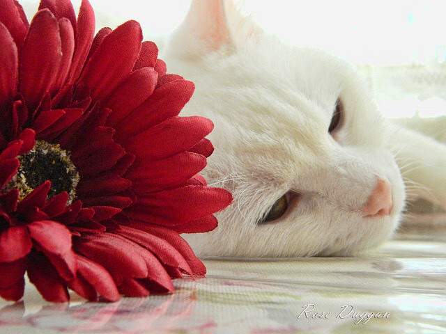 乐鱼官方登录入口-篮网队主控伤愈复出，球队盼胜利稳固排名，篮网队主力阵容