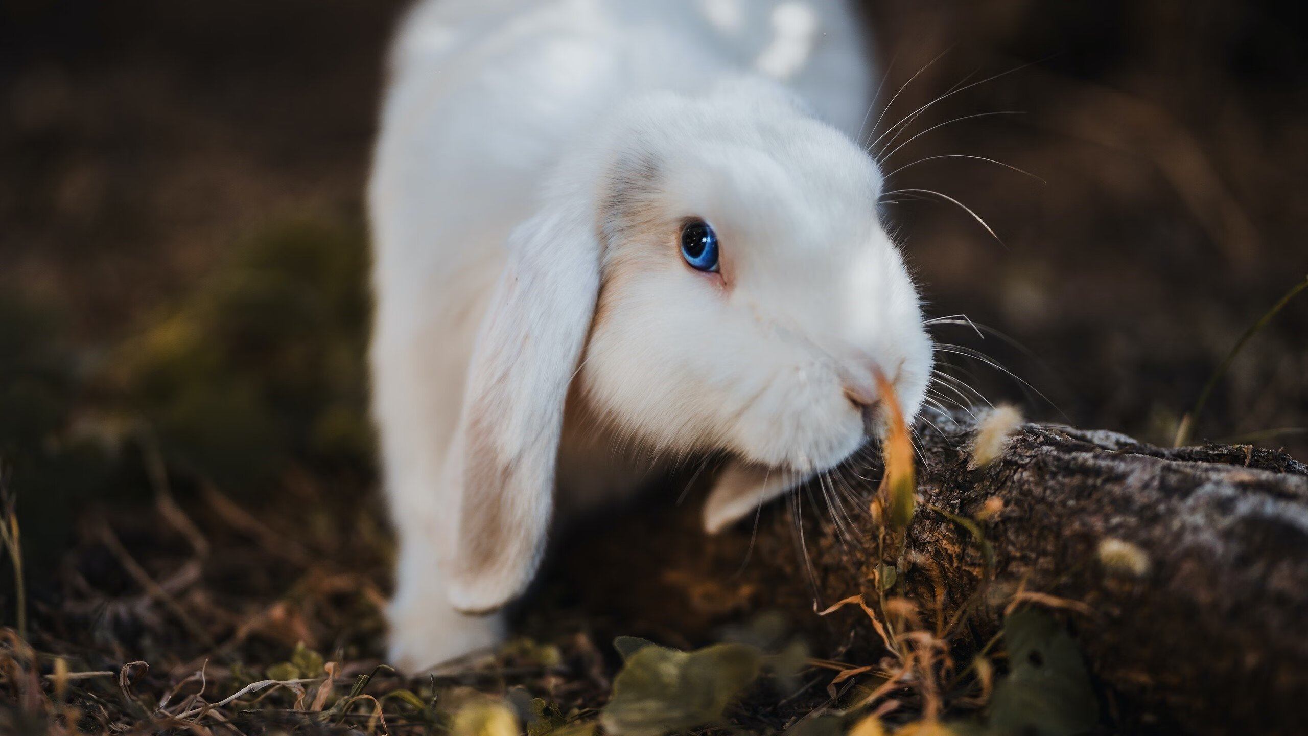 Leyu Sport下载-雷根斯堡队在客场比赛中全力以赴，雷根斯堡直播