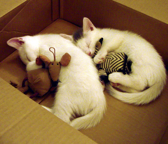 乐鱼体育App下载-世俱杯决赛：拜仁力争续写历史，世俱杯 拜仁夺冠视频