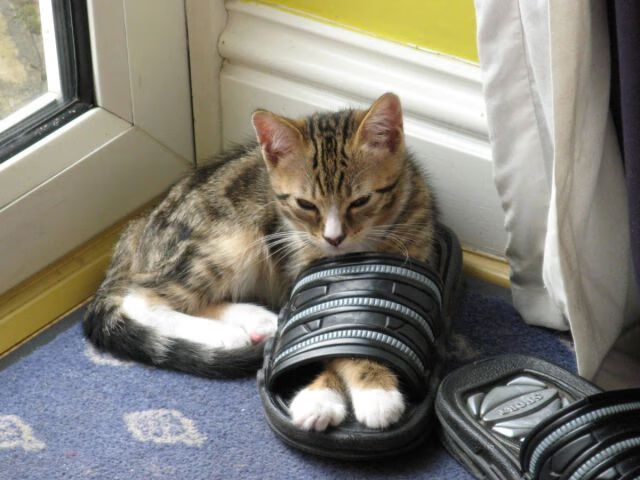 中国篮球职业联赛球队间战术风格比较研究，篮球团队战术