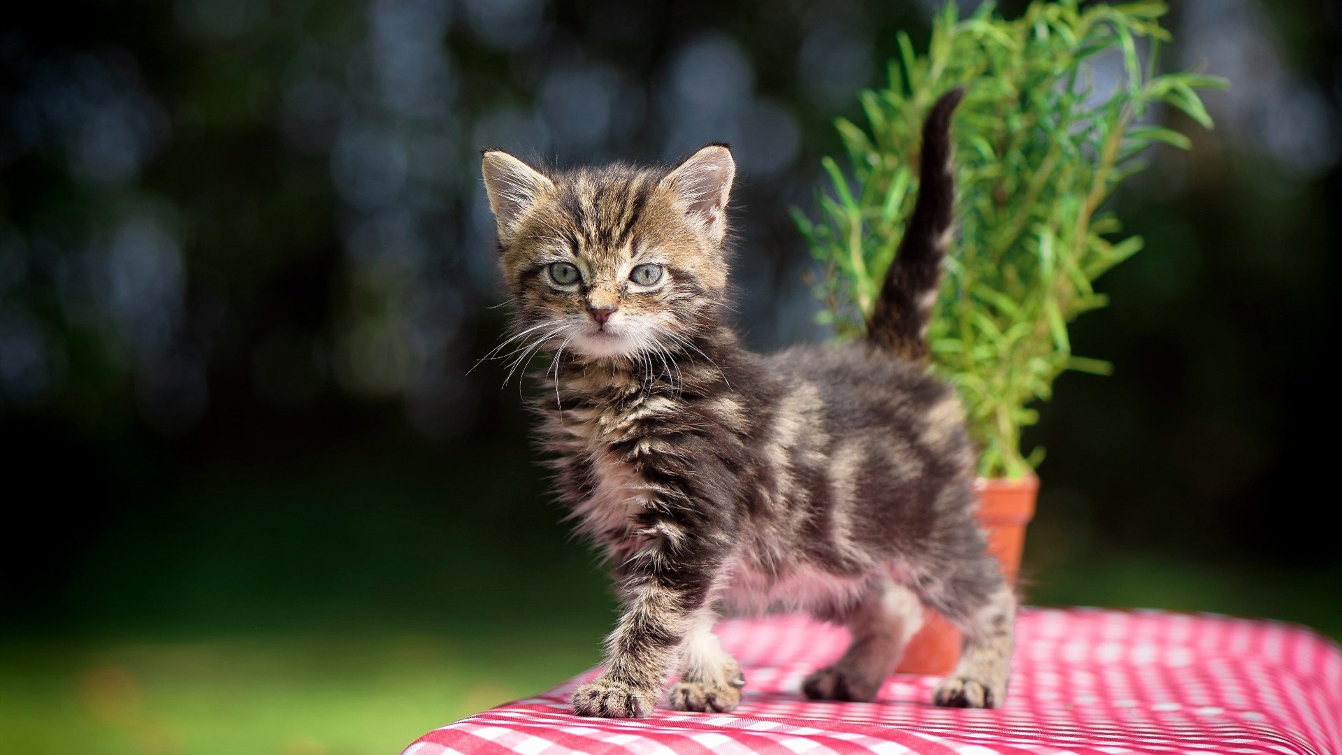 CBA球队完善伤病防护体系 保障球员健康,cba球员受伤后的医药费由谁承担