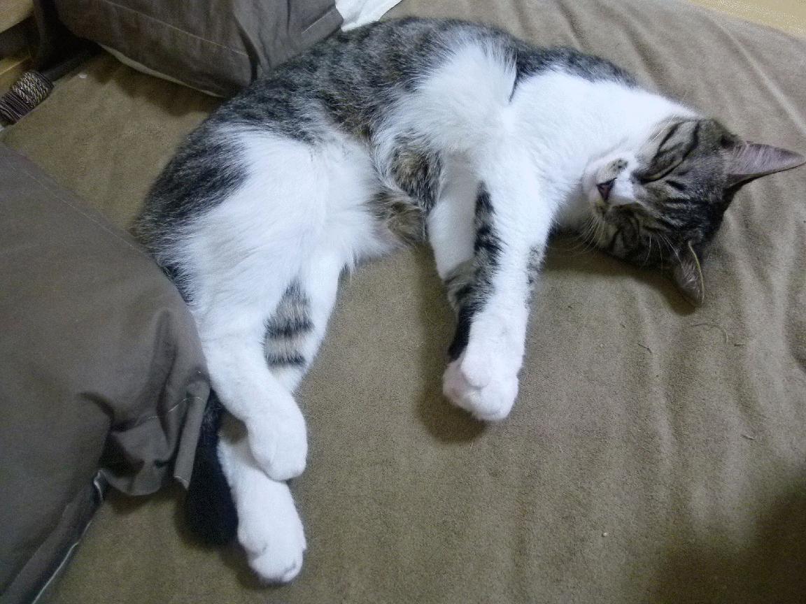 “滑轮赛:新兴选手以惊艳表现打破传统束缚”