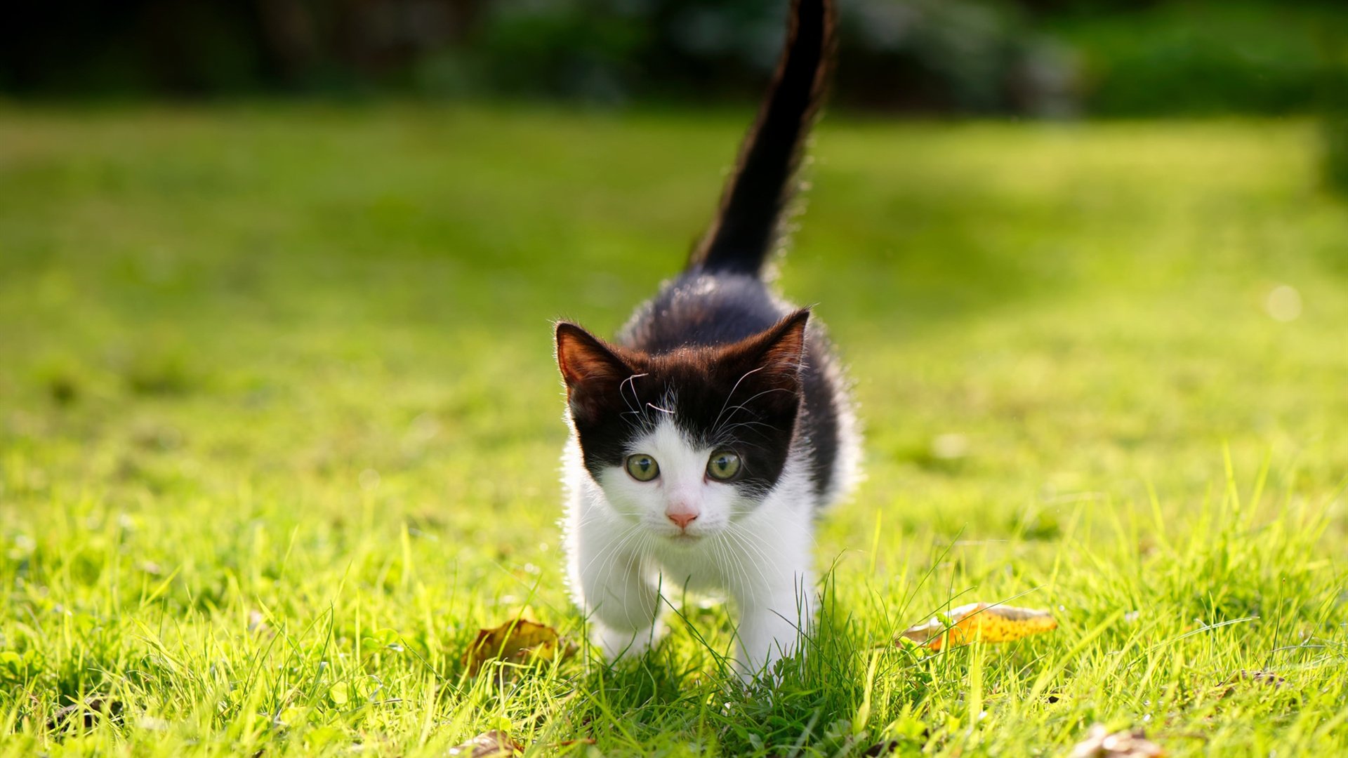 leyu.com-中美蝶泳后程体能储备策略分化明显，蝶泳业余