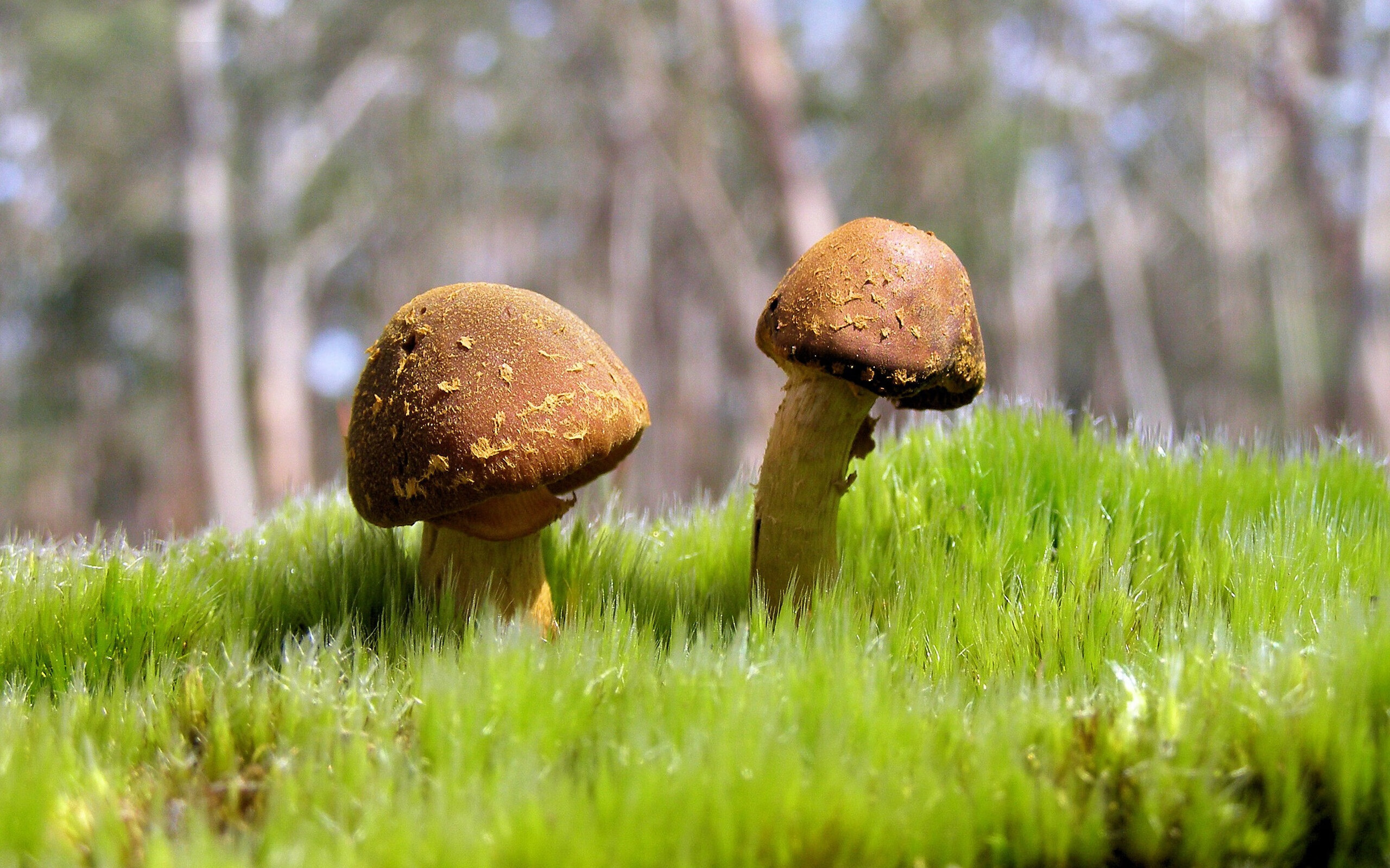 乐鱼体育平台app下载-全国大学生篮球挑战赛落幕冠军队伍表现技术全面，大学生篮球联赛2020